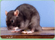 rat control Leominster